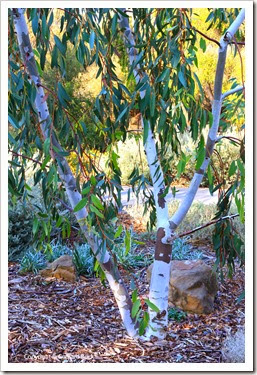 131124_UCD_Arboretum_AustralianCollection_Eucalyptus-pauciflora_03