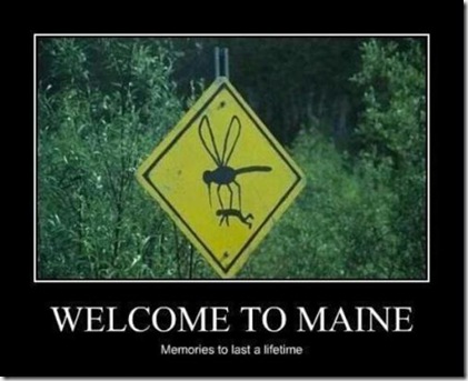 Maine mosquitos