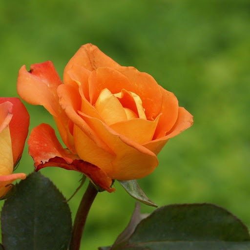 Hd-177520-ascw177520