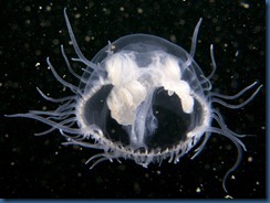 Süsswassermeduse Süsswassermeduse