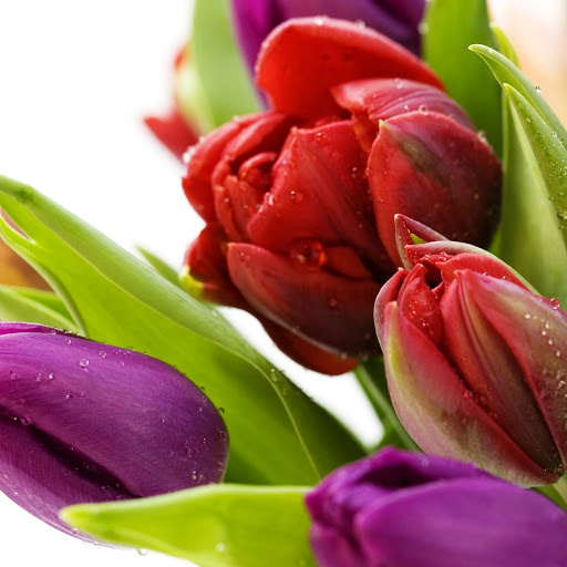 Hd-133694-ascw133694