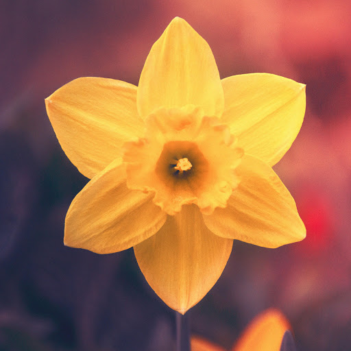 Hd-170669-ascw170669