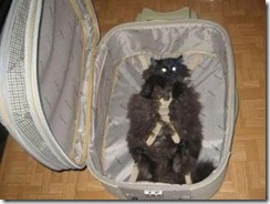 take me with cat