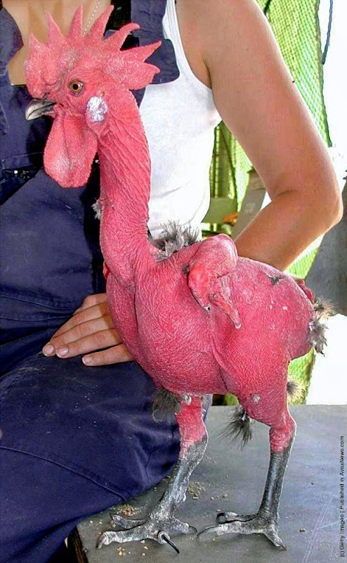 naked-chicken-3