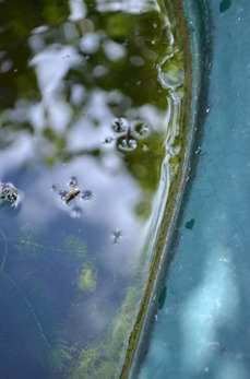 Pond skaters .. two or more