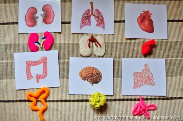 Montessori Internal Organs of the Human Body 3 Part Cards