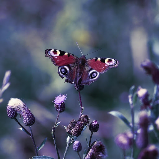 Hd-157933-ascw157933