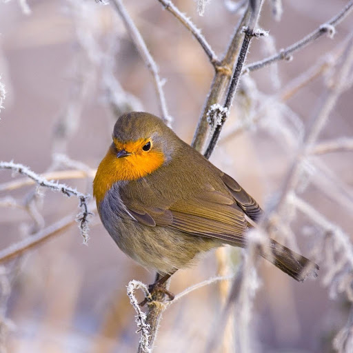 Hd-181172-ascw181172