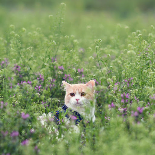 Hd-132245-ascw132245