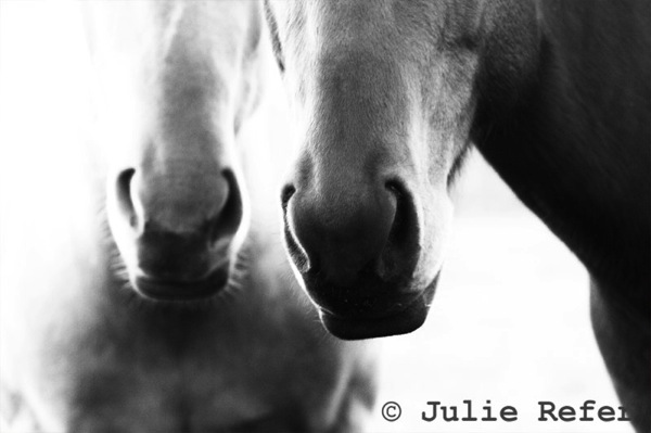 Julie Refer Equine Photography