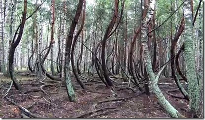 Um bosque estranho ao lado de Moscou