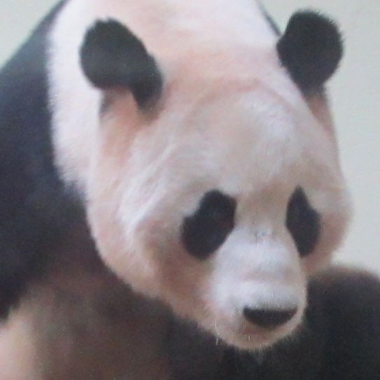 [panda-he%255B3%255D.jpg]