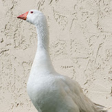 130320_09s_wssa.jpg