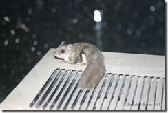 Flying Squirrel on Air Conditioner