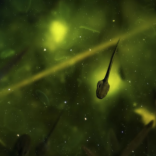 Hd-141909-ascw141909