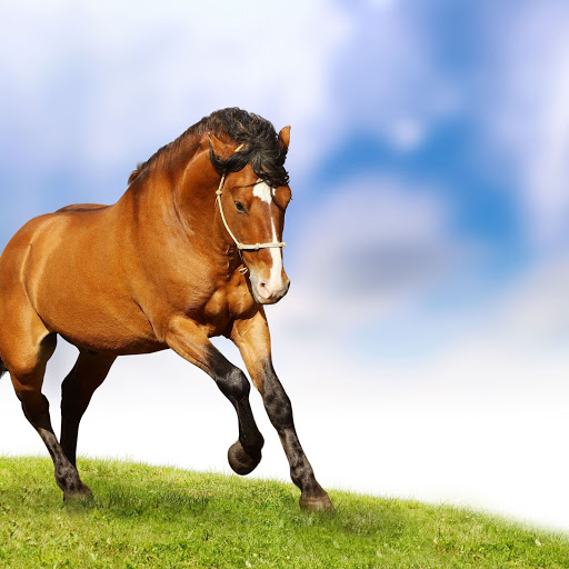 Hd-156107-ascw156107