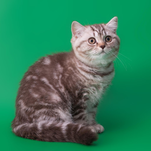 Hd-181072-ascw181072