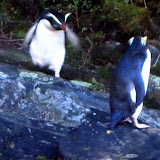 South Island - Milford Sound - Crested Penguin