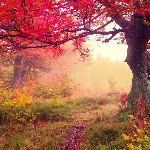 Hd-167004-ascw167004