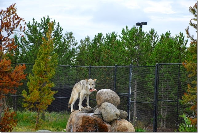 08-07-14 A Grizzly and Wolf Discovery Center (29)