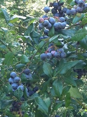 blueberries at Pauls 8.2013