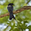 Greater racket-tailed Drongo