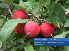 Встречаем Яблочный Спас Встречаем Яблочный Спас