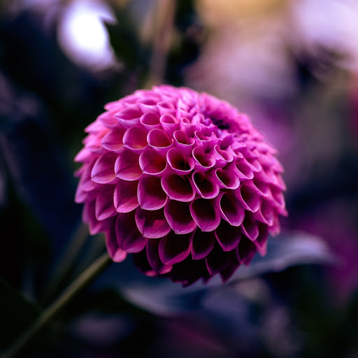 Hd-141123-ascw141123