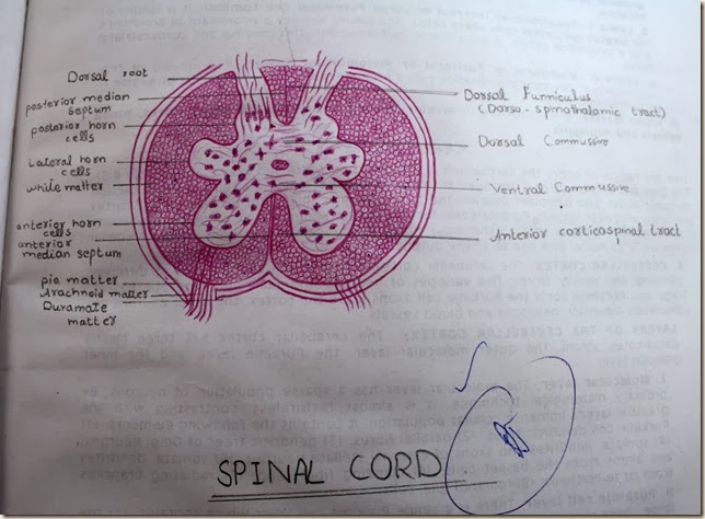 spinal cord high resolution histology diagram