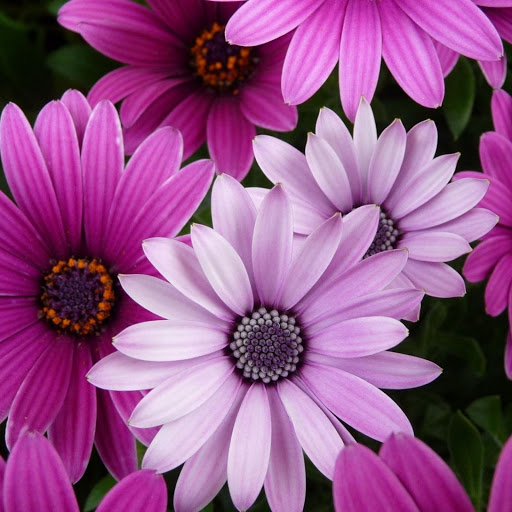 Hd-162050-ascw162050