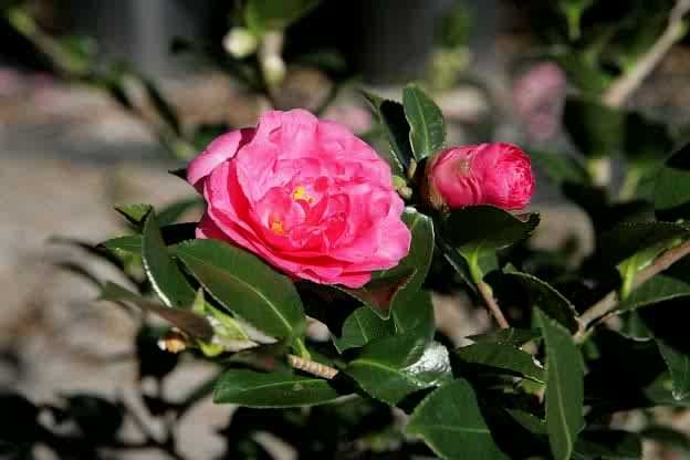 [camellia24.jpg]