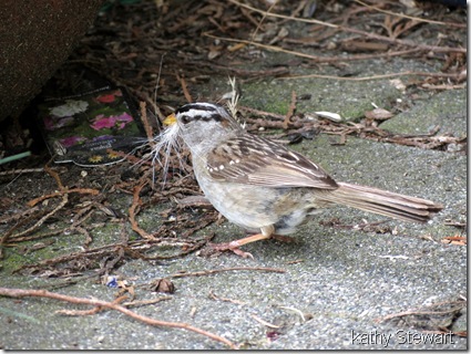 White Crowned sparrow with nesting material