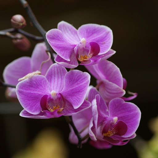 Hd-176993-ascw176993