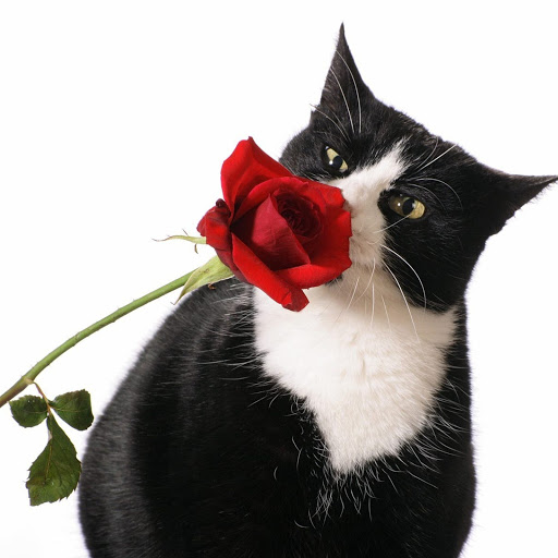 Hd-186133-ascw186133