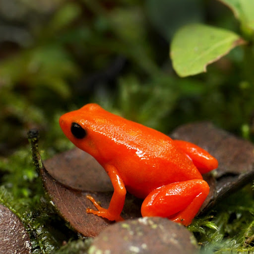 Hd-186040-ascw186040