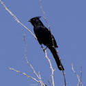 Phainopepla