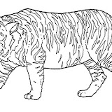 tigre.jpg