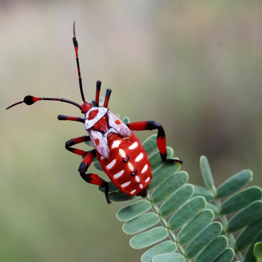 Hd-172261-ascw172261