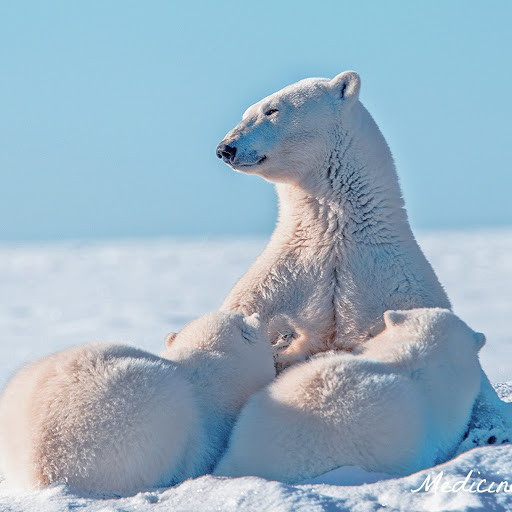 Hd-181250-ascw181250