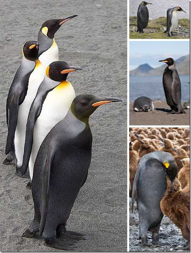 Alizul: BLACK BEAUTIES: 10 AMAZING MELANISTIC ANIMALS