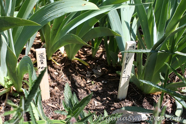 [Iris3%255B3%255D.jpg]