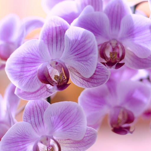 Hd-164524-ascw164524