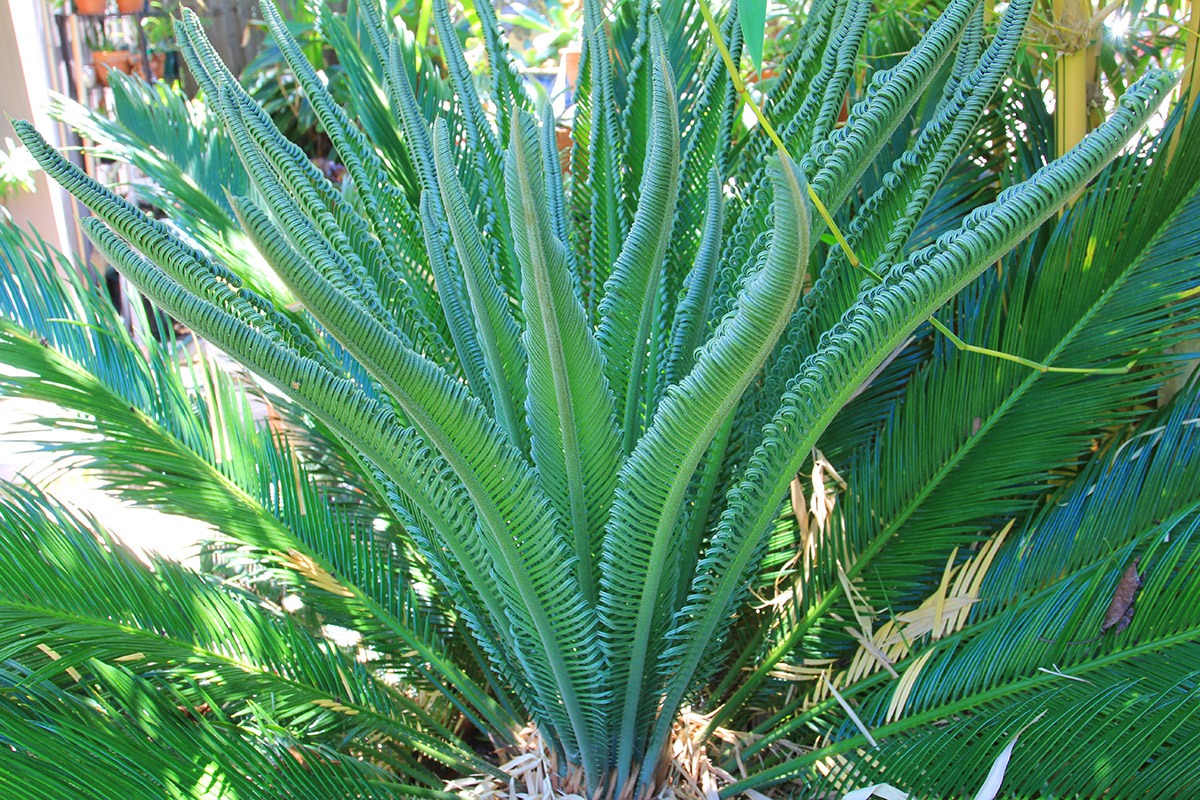 [130616_Cycas-revoluta_08%255B2%255D.jpg]