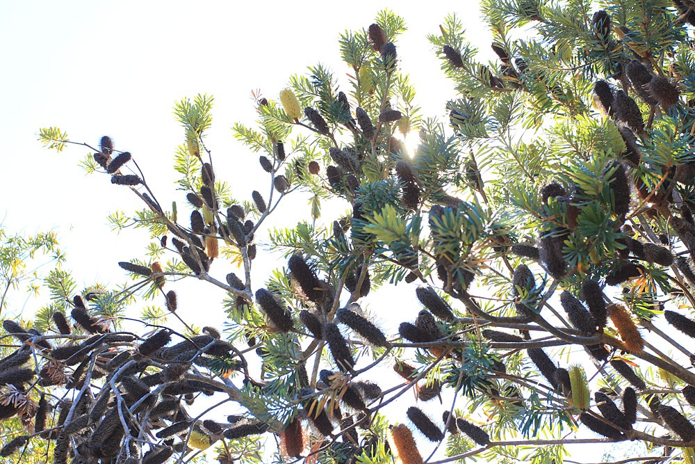 [121027_UCSCArboretum_Banksia-marginata_03%255B5%255D.jpg]