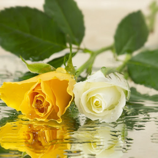 Hd-177306-ascw177306