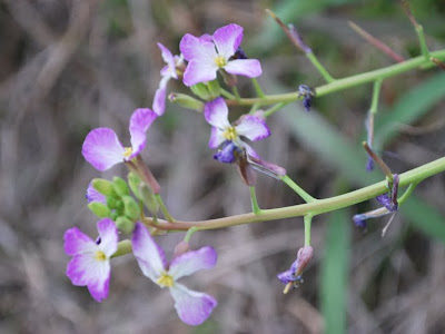 画像をダウンロード ハマダイコン 花 126641-浜大根 花