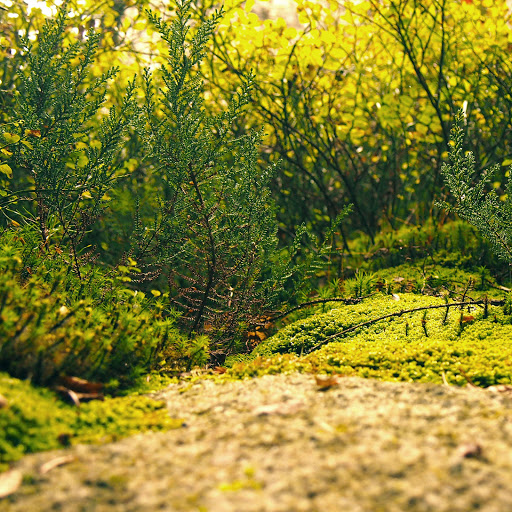 Hd-137420-ascw137420