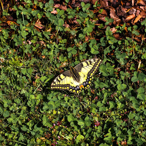 Hd-155107-ascw155107