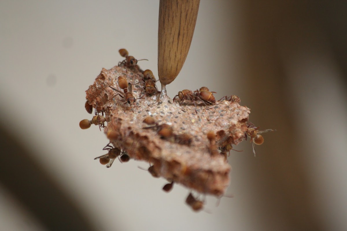 Paper wasp comb / nest