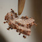 Paper wasp comb / nest